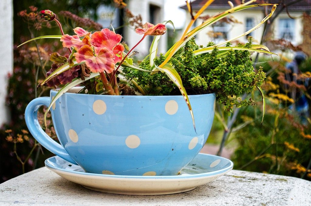 teacup flower pot, old teacup, national recycling week
